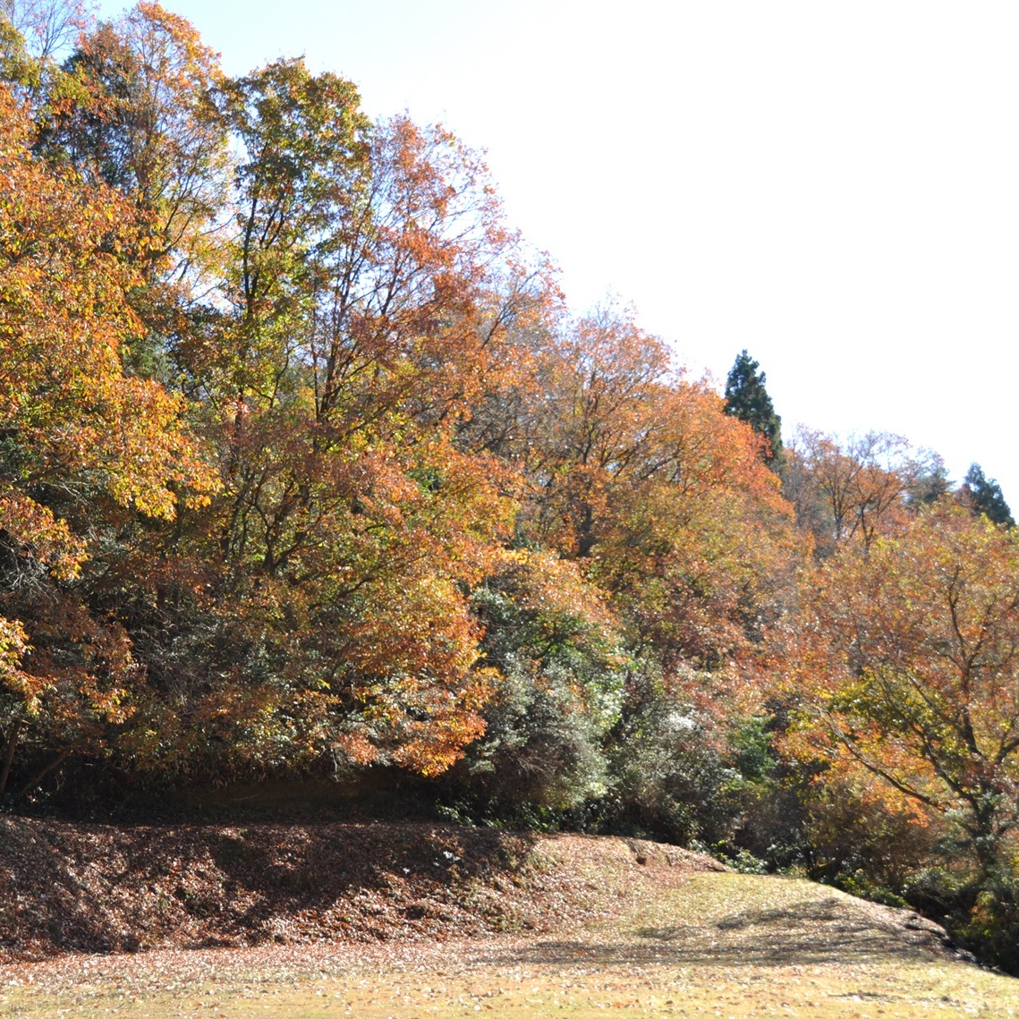 BOTANIZE GOJIN新作「黒燻銀彩」イベント限定！浅鉢（新品、M） BOTANIZE GOUJIN新作「黒燻銀彩」イベント限定！浅鉢（新品、M